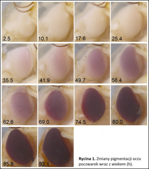 Age determination of insect pupae is important for forensics