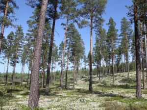 Belowground Secrets of Scandinavian Pines