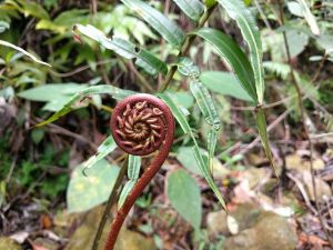 Current Approaches in Ecophysiology