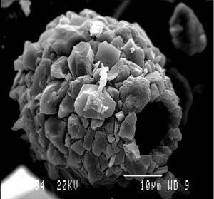 Testate amoebae on the brink of survival