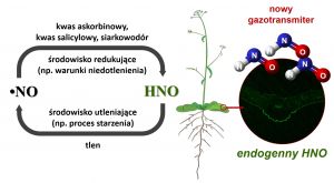 Odkrycie endogennego nitroksylu