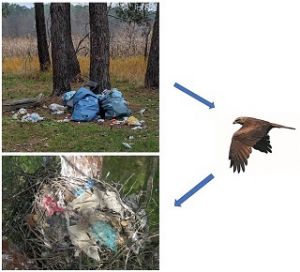 Litter in birds’ of prey nests - study of two kite species