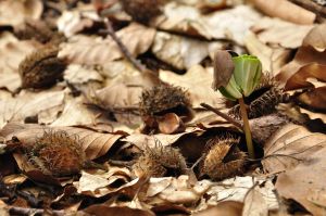 How Trees Guard Their Seeds: Unlocking the Secrets of Mast Seeding