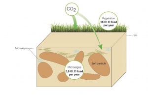 Contribution of soil algae to the global carbon cycle