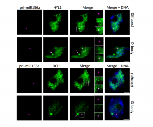 R-loops at microRNA encoding loci promote co-transcriptional processing of pri-miRNAs in plants