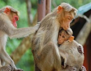 Przeżywalność potomstwa u wolnożyjących makaków czepkowych (Macaca radiata) w południowych Indiach